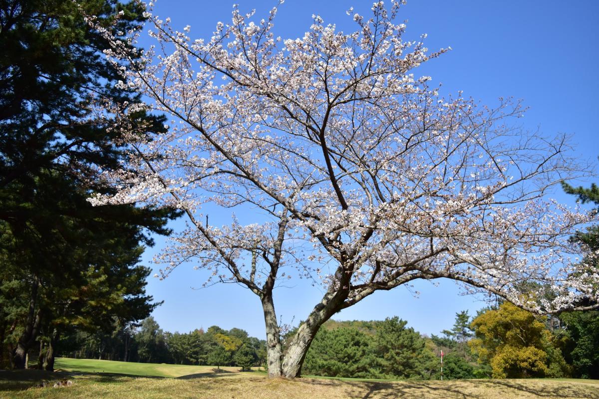 若松の桜2024